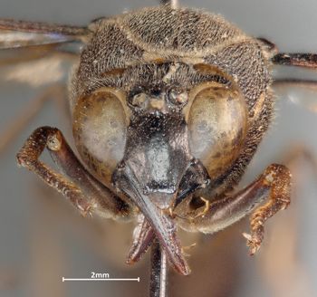 Media type: image;   Entomology 33213 Aspect: head frontal view